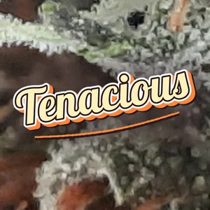 Tenacious Cannabis Strain