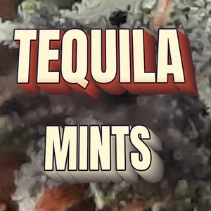 Tequila Mints Cannabis Strain