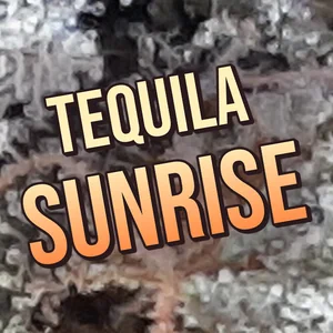 Tequila Sunrise Cannabis Strain