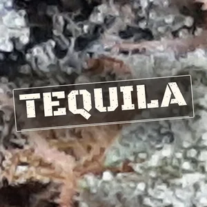 Tequila Cannabis Strain