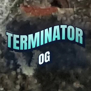 Terminator OG Cannabis Strain