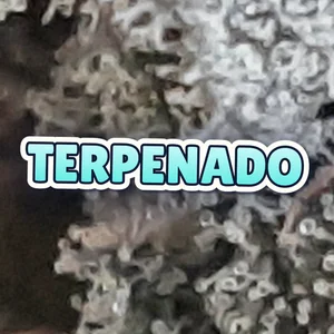 Terpenado Cannabis Strain