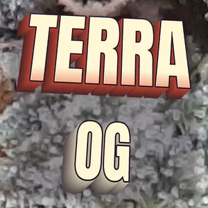 Terra OG Cannabis Strain