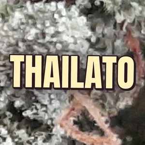 Thailato Cannabis Strain