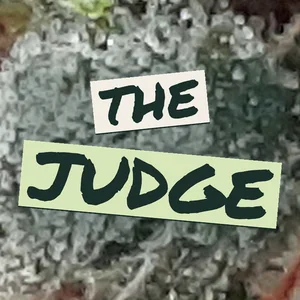 The Judge Cannabis Strain