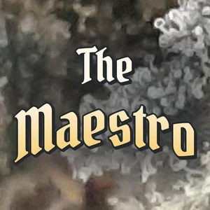 The Maestro Cannabis Strain