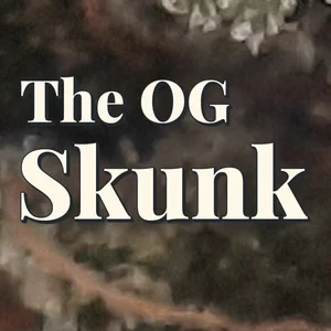 The OG Skunk Cannabis Strain