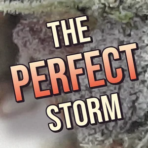 The Perfect Storm Cannabis Strain