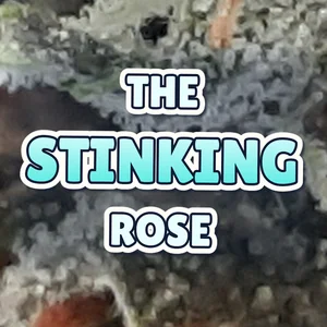 The Stinking Rose Cannabis Strain
