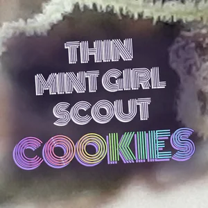 Thin Mint Girl Scout Cookies Cannabis Strain