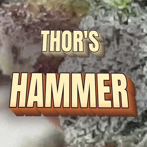 Thor's Hammer Cannabis Strain