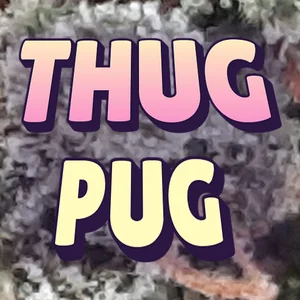Thug Pug Cannabis Strain