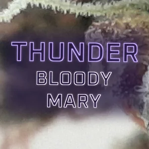Thunder Bloody Mary Cannabis Strain