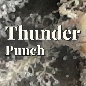 Thunder Punch Cannabis Strain
