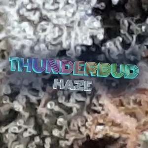 Thunderbud Haze Cannabis Strain