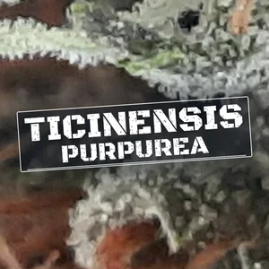 Ticinensis Purpurea Cannabis Strain