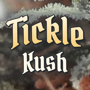 Tickle Kush Cannabis Strain