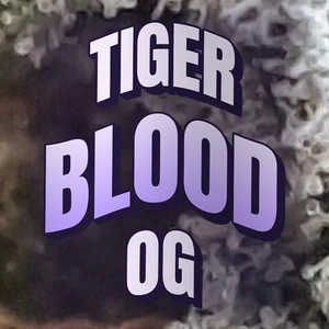 Tiger Blood OG Cannabis Strain