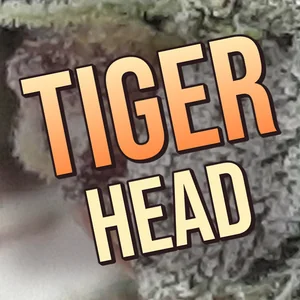Tiger Head Cannabis Strain