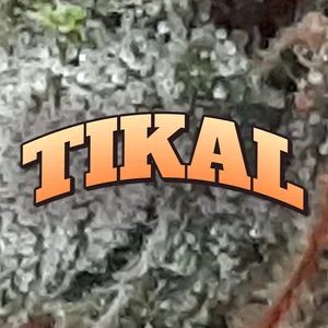 Tikal Cannabis Strain