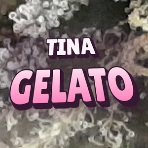 Tina Gelato Cannabis Strain
