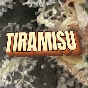Tiramisu Cannabis Strain