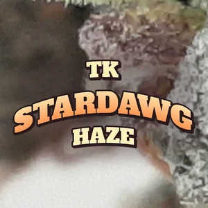 TK Stardawg Haze Cannabis Strain