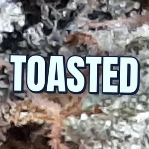 Toasted Cannabis Strain