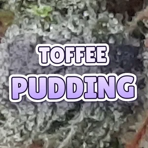 Toffee Pudding Cannabis Strain