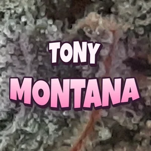 Tony Montana Cannabis Strain