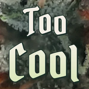 Too Cool Cannabis Strain