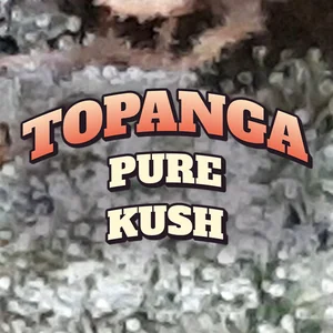 Topanga Pure Kush Cannabis Strain