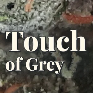 Touch of Grey Cannabis Strain