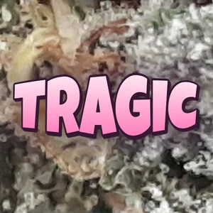 Tragic Cannabis Strain