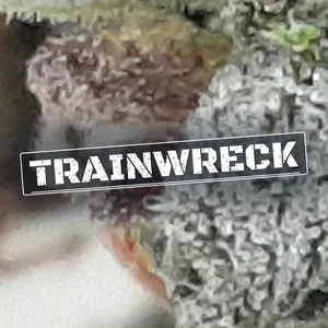 Trainwreck Cannabis Strain