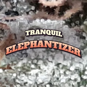 Tranquil Elephantizer Cannabis Strain