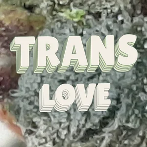 Trans Love Cannabis Strain