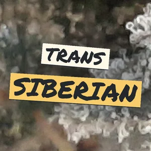 Trans Siberian Cannabis Strain