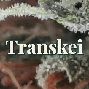 Transkei Cannabis Strain
