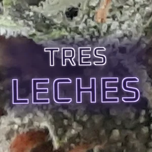 Tres Leches Cannabis Strain