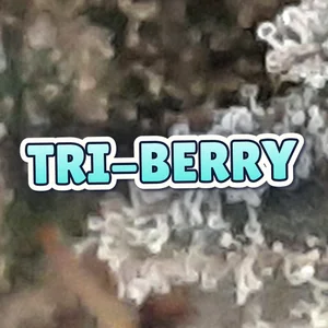 Tri-Berry Cannabis Strain