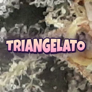 Triangelato Cannabis Strain