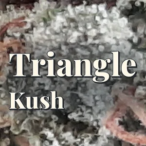 Triangle Kush Cannabis Strain