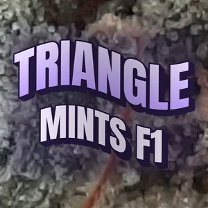 Triangle Mints F1 Cannabis Strain