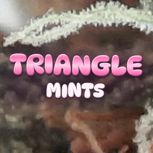 Triangle Mints Cannabis Strain