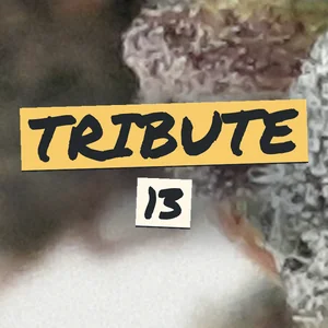 Tribute 13 Cannabis Strain
