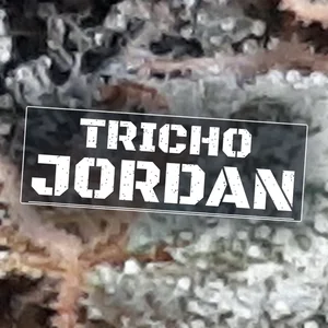 Tricho Jordan Cannabis Strain