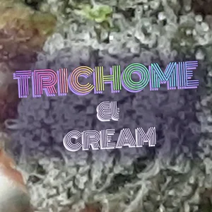 Trichome & Cream Cannabis Strain