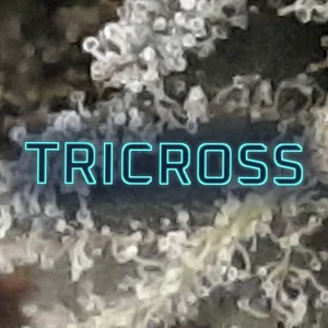 TriCross Cannabis Strain