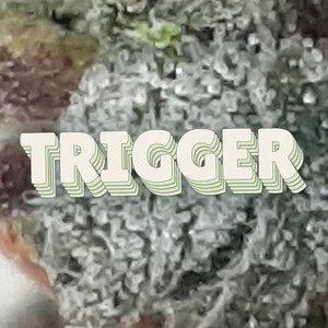 Trigger Cannabis Strain